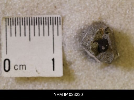 Hoploscaphites nicolletii