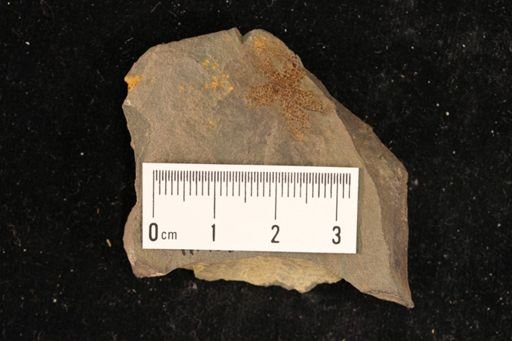 Mesopalaeaster shafferi