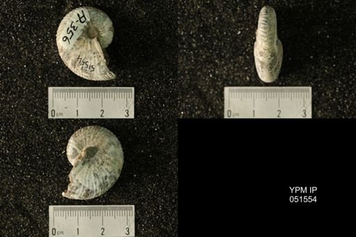 Hoploscaphites nicolletii