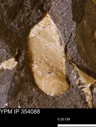 Limopsis striatopunctatus