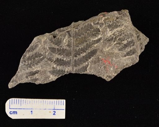 Cladophlebis browniana