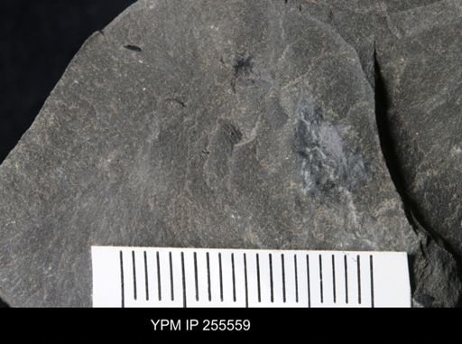 Phyllocarida