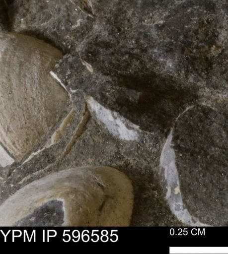 undet. Mollusca