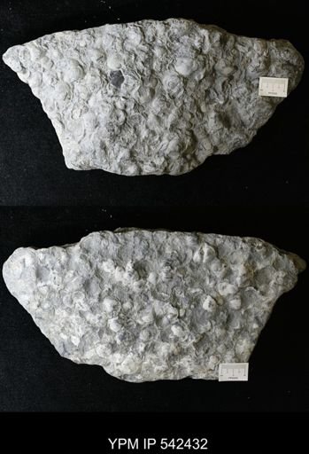 Aplocoma damesii