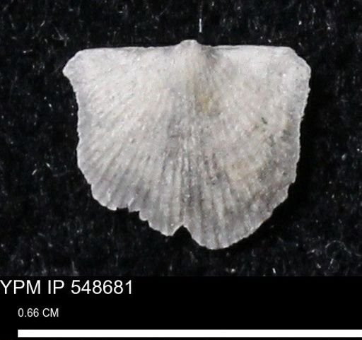 Stropheodonta perplana