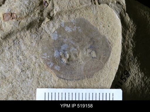 Microschedia sp.