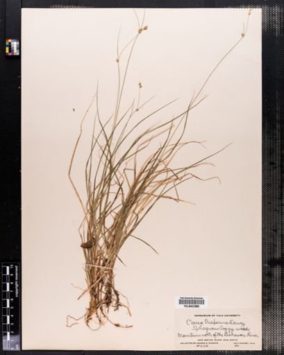 Carex trisperma