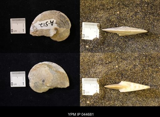Sphenodiscus lenticularis