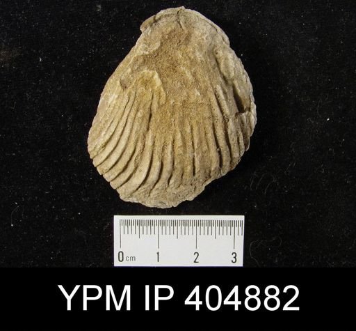 undet. Stringocephaloidea