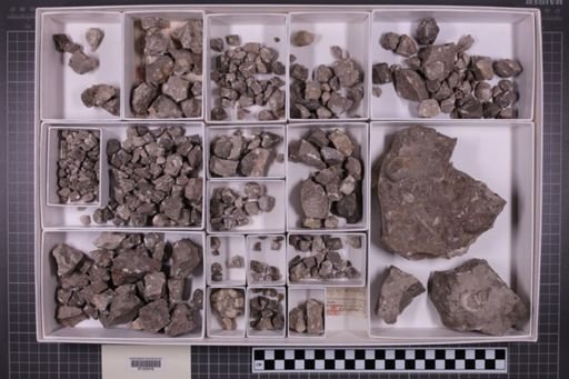 mixed taxa, stratigraphic collection