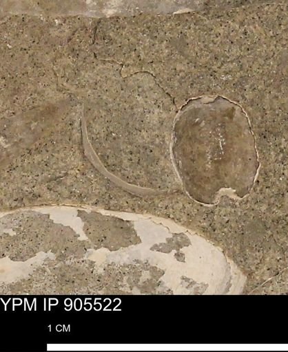 undet. Brachyura