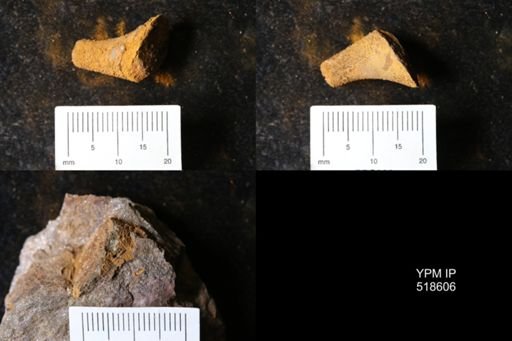 undet. Echinodermata