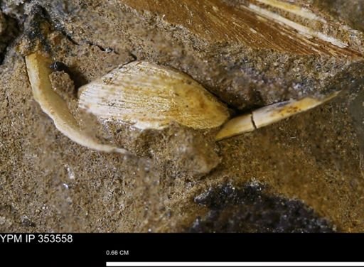 Limopsis striatopunctatus