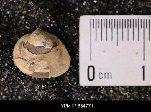 Limopsis striatopunctatus