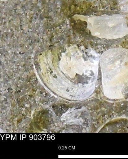 Corbulamella sp.