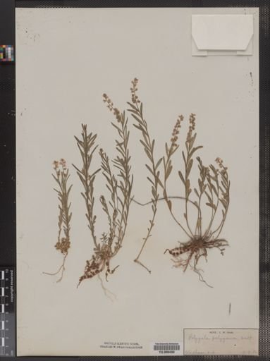 Polygala polygama