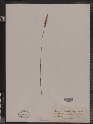 Spiranthes gracilis