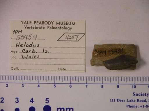 Helodus sp.