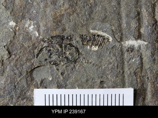 undet. Hexapoda