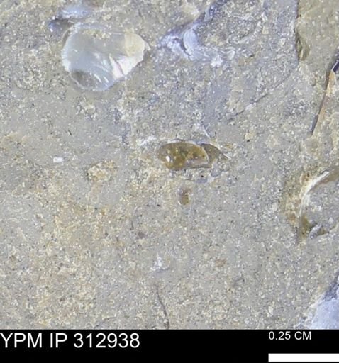 undet. Mollusca