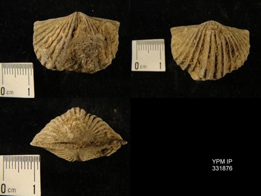Platystrophia sp.