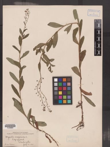 Myosotis scorpioides