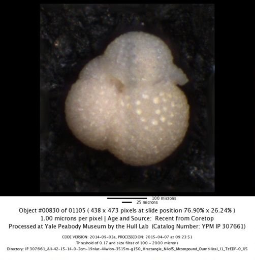 Globigerinoides sacculifer