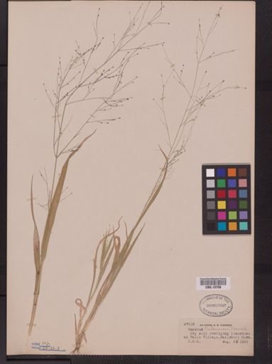 Panicum tuckermani