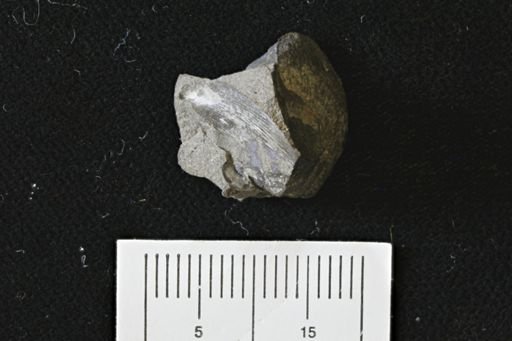 Oxytoma (Hypoxytoma)