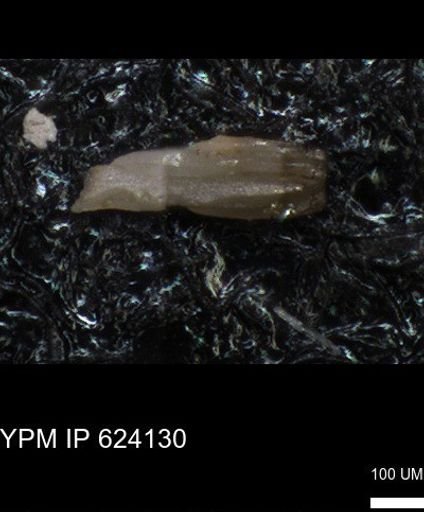 undet. Echinoidea