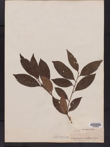 Nectandra sanguinea