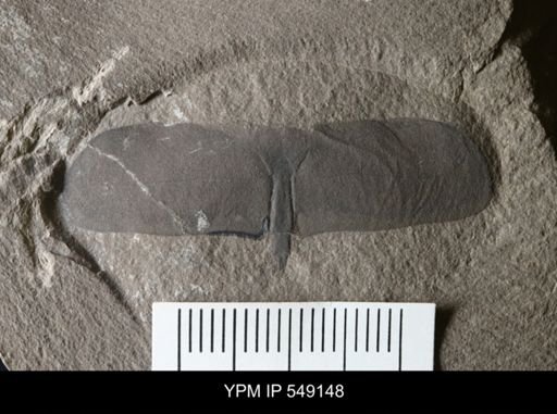 undet. Eurypterida