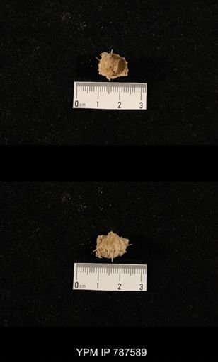 undet. Brachiopoda