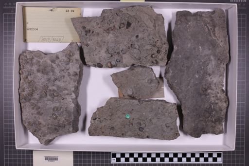 mixed taxa, stratigraphic collection
