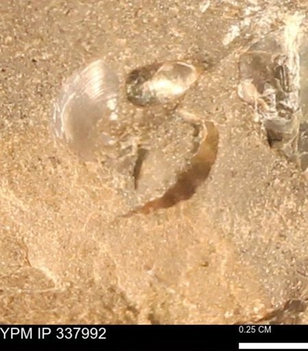 undet. Bivalvia
