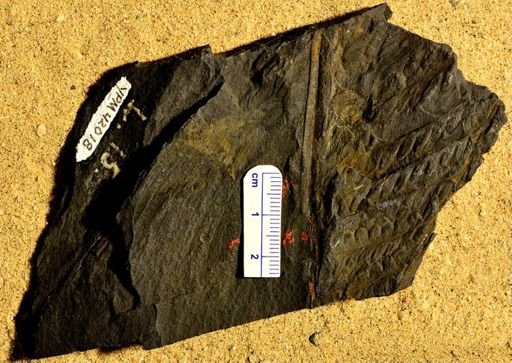 Pecopteris sp.