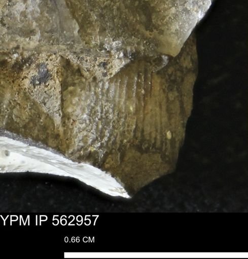Oxytoma (Hypoxytoma) sp.