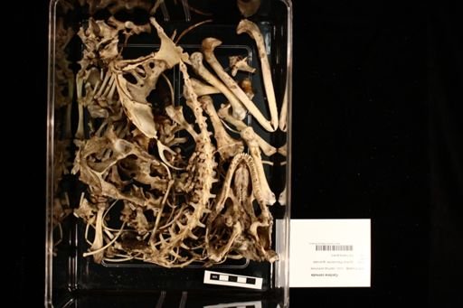 Cyclura cornuta