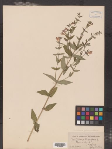 Scutellaria epilobiifolia