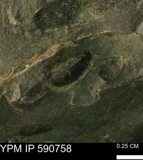 undet. Bivalvia