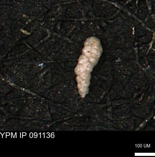 Verneuilinoides kansasensis