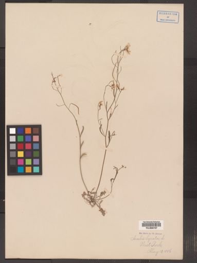Arabis lyrata