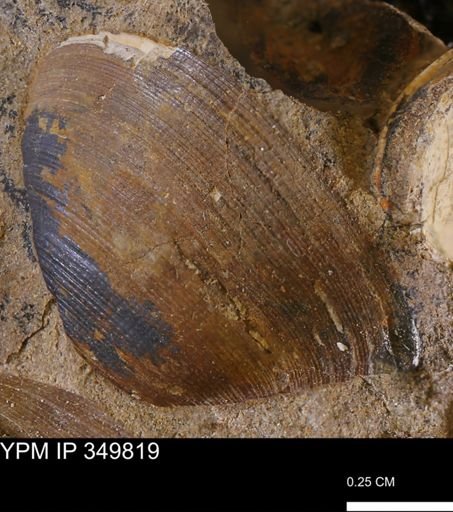 Limopsis striatopunctatus