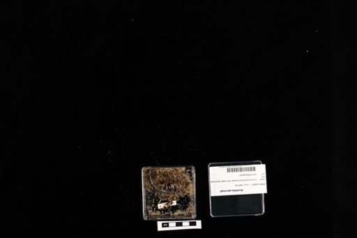 Acontias percivali
