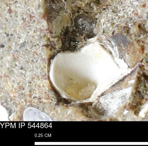 Corbulamella gregaria