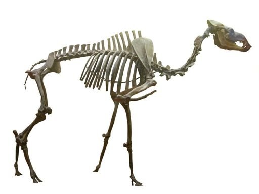 Gigantocamelus fricki
