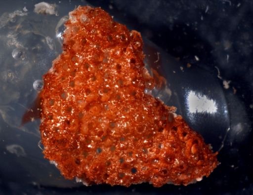 Lifuella gorgonensis