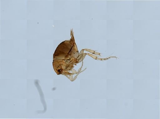 Tunga penetrans