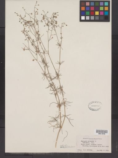 Spergula arvensis