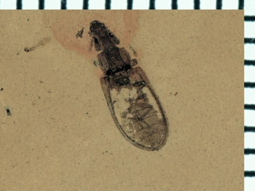 undet. Coleoptera